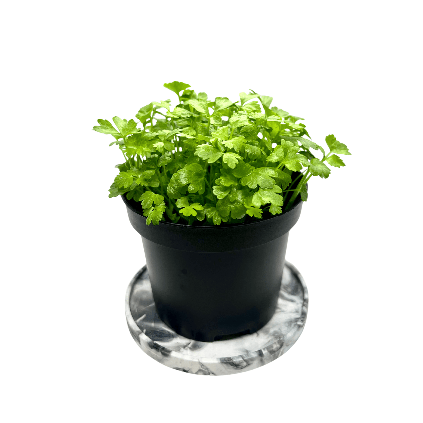 Celery - greenloopfarms