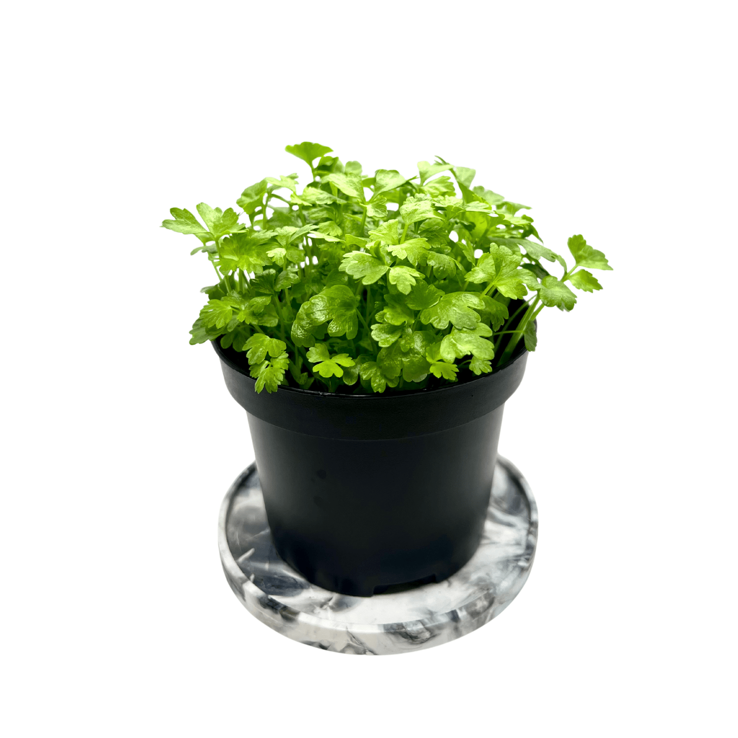 Celery - greenloopfarms