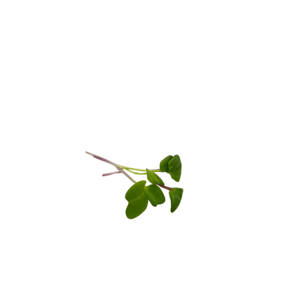 Live pot of China Rose radish microgreens showing magenta stems, grown in Singapore by GreenLoop Farms