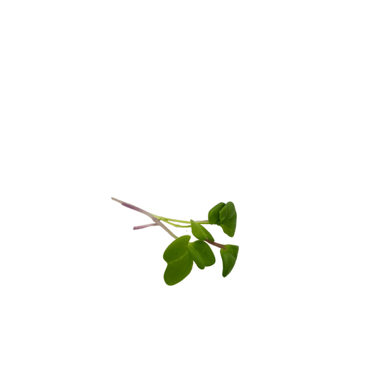 Live pot of China Rose radish microgreens showing magenta stems, grown in Singapore by GreenLoop Farms