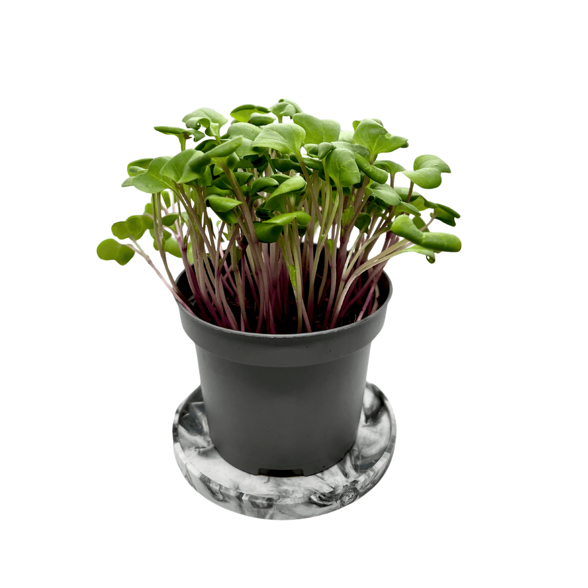 China Rose radish microgreens with pink-purple stems and green leaves, grown indoors at GreenLoop Farms Singapore