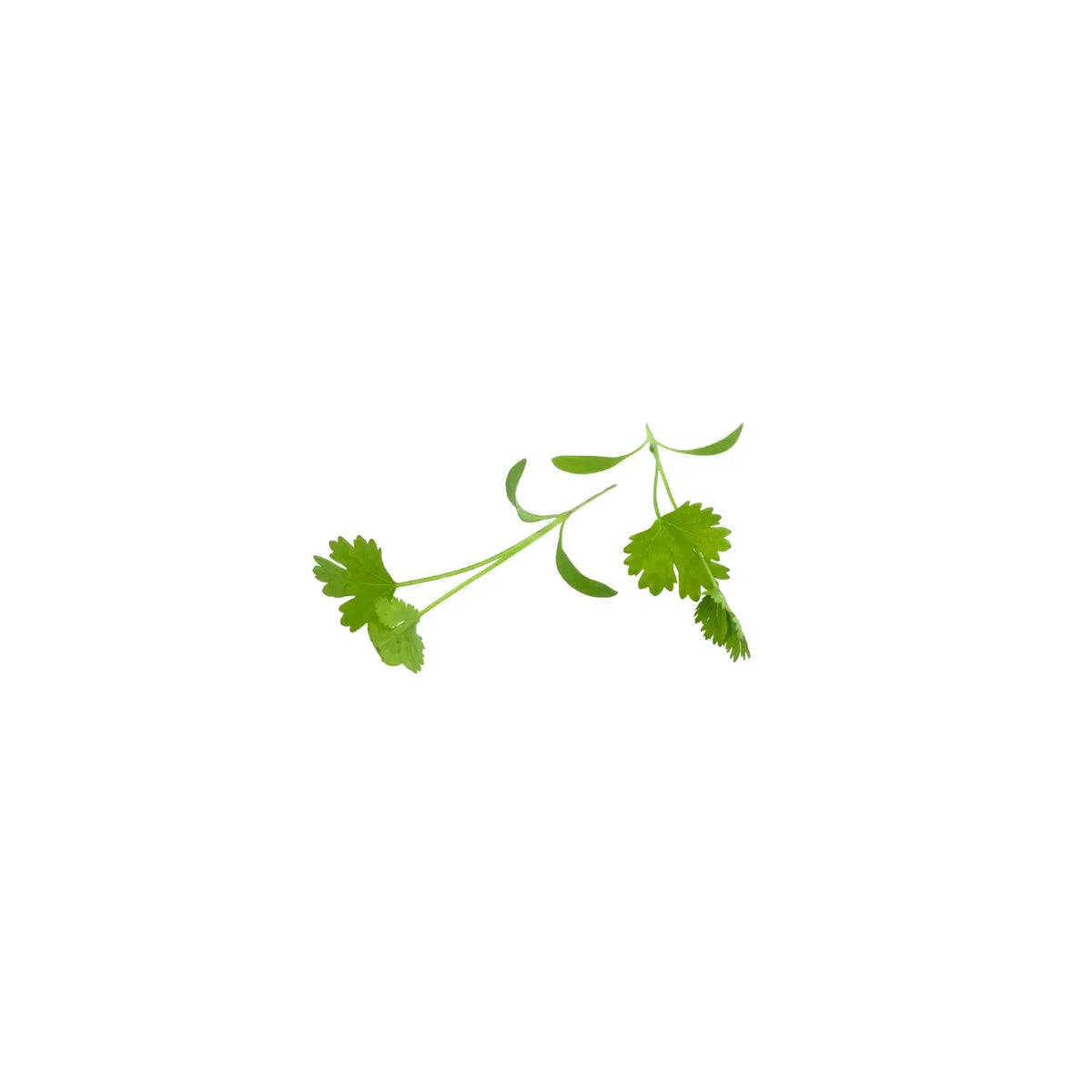 Live pot of coriander microgreens, grown pesticide-free in Singapore by GreenLoop Farms