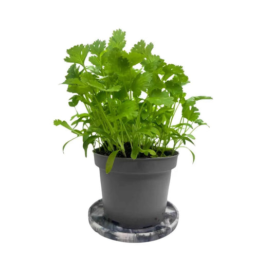 Coriander microgreens with slender stems and lobed green leaves, grown indoors at GreenLoop Farms Singapore