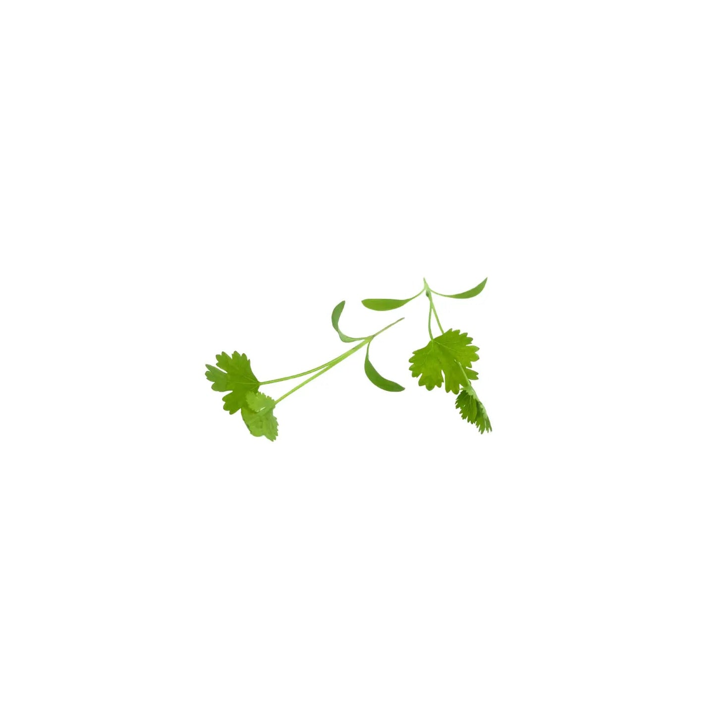 Coriander - greenloopfarms