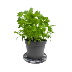 Coriander