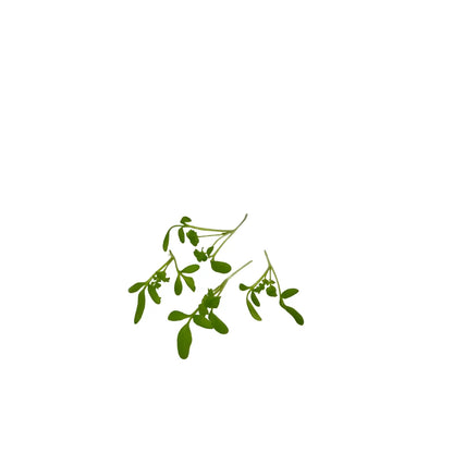 Live pot of peppery cress microgreens, grown pesticide-free in Singapore by GreenLoop Farms