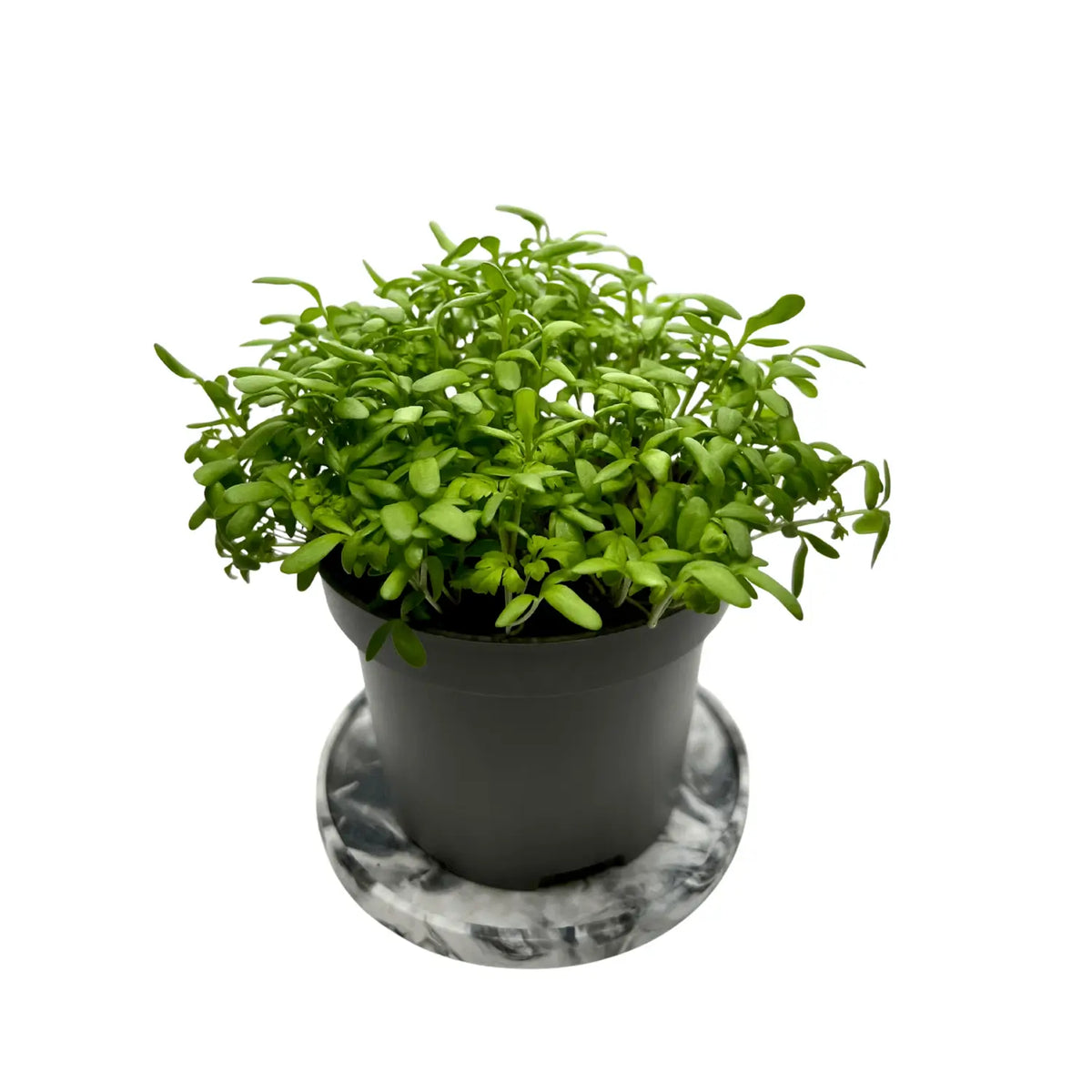 Cress microgreens with fine green shoots, grown indoors at GreenLoop Farms in Singapore