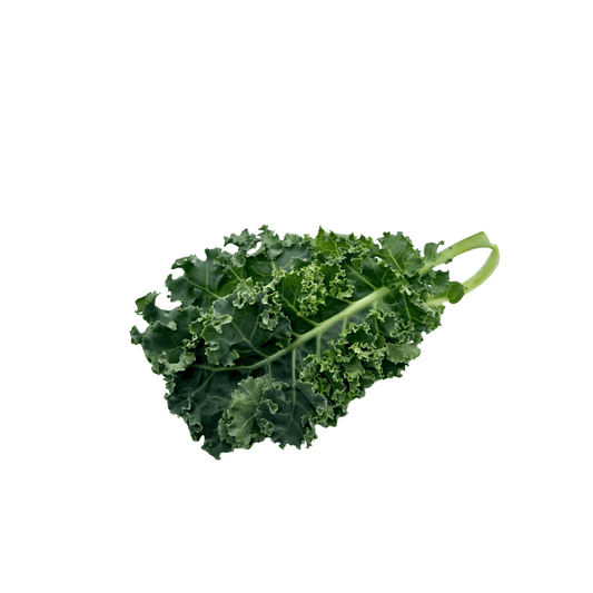 Curly kale with ruffled deep green leaves, grown indoors at GreenLoop Farms in Singapore