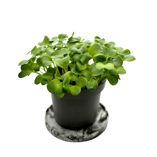 Daikon radish microgreens with tall white stems and green cotyledons, grown indoors at GreenLoop Farms Singapore