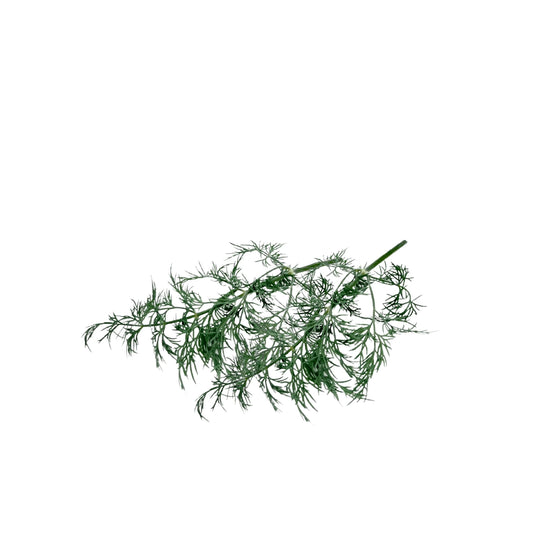 Fresh dill fronds with fine feathery leaves, grown indoors at GreenLoop Farms in Singapore