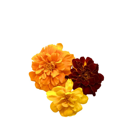 Durango Mix marigold blooms in red, orange and gold, edible flowers grown at GreenLoop Farms Singapore