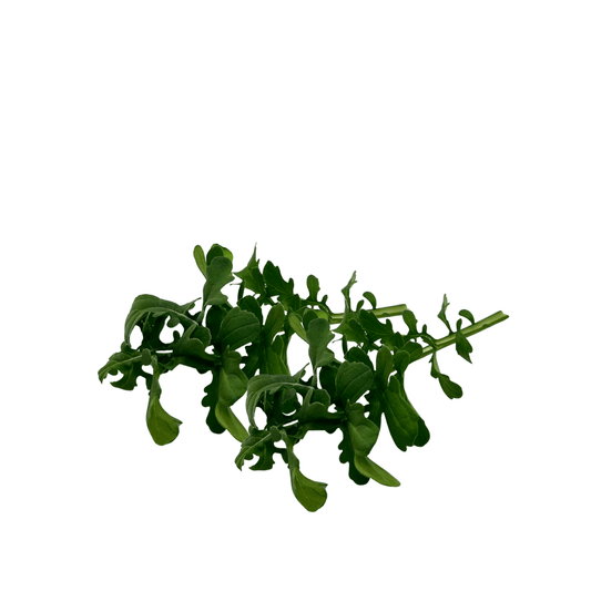 Esmee rocket leaves with deeply lobed green foliage, grown pesticide-free at GreenLoop Farms Singapore