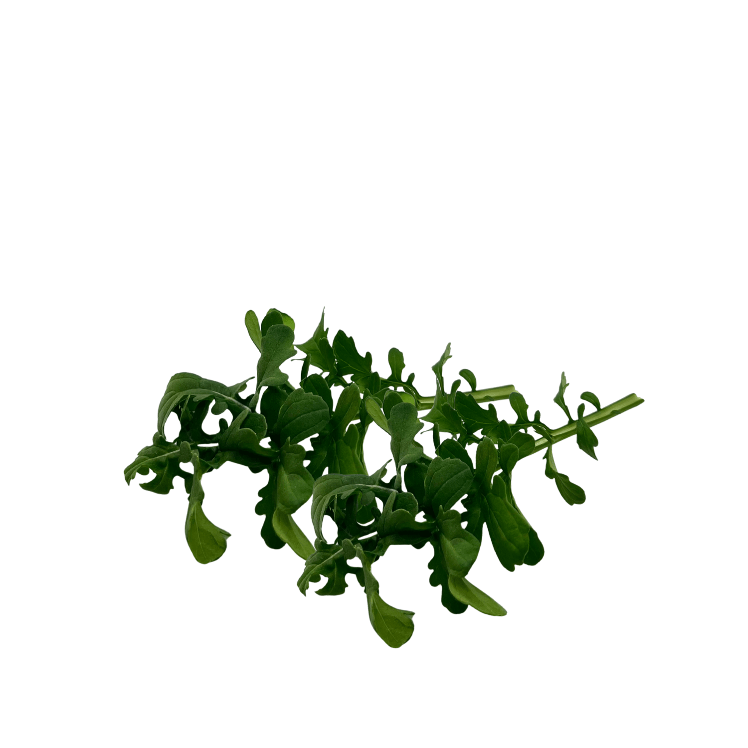Esmee Rocket - greenloopfarms