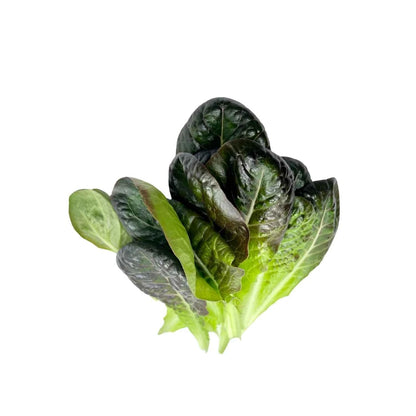 Assorted salad lettuce heads from the GreenLoop Farms Farmer's Choice selection, grown in Singapore