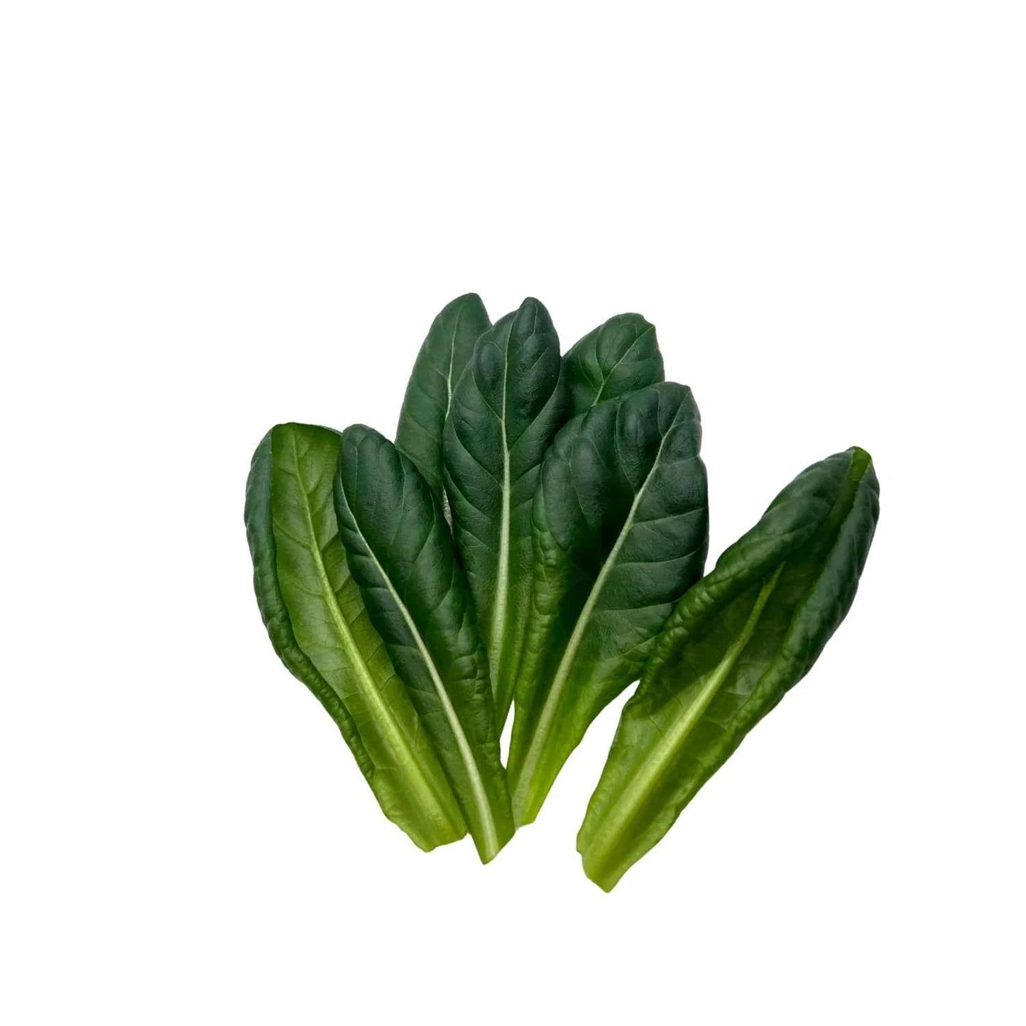 Freshly harvested salad lettuce leaves ready for delivery, grown pesticide-free at GreenLoop Farms Singapore