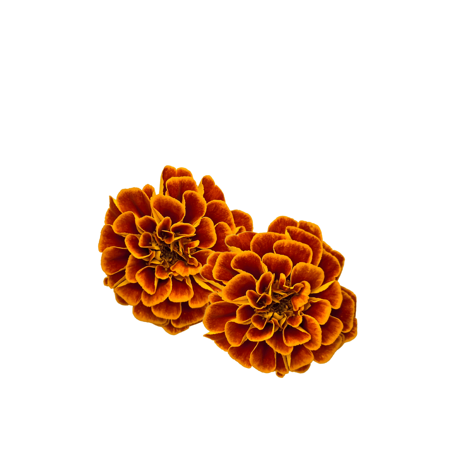 French Marigold - greenloopfarms