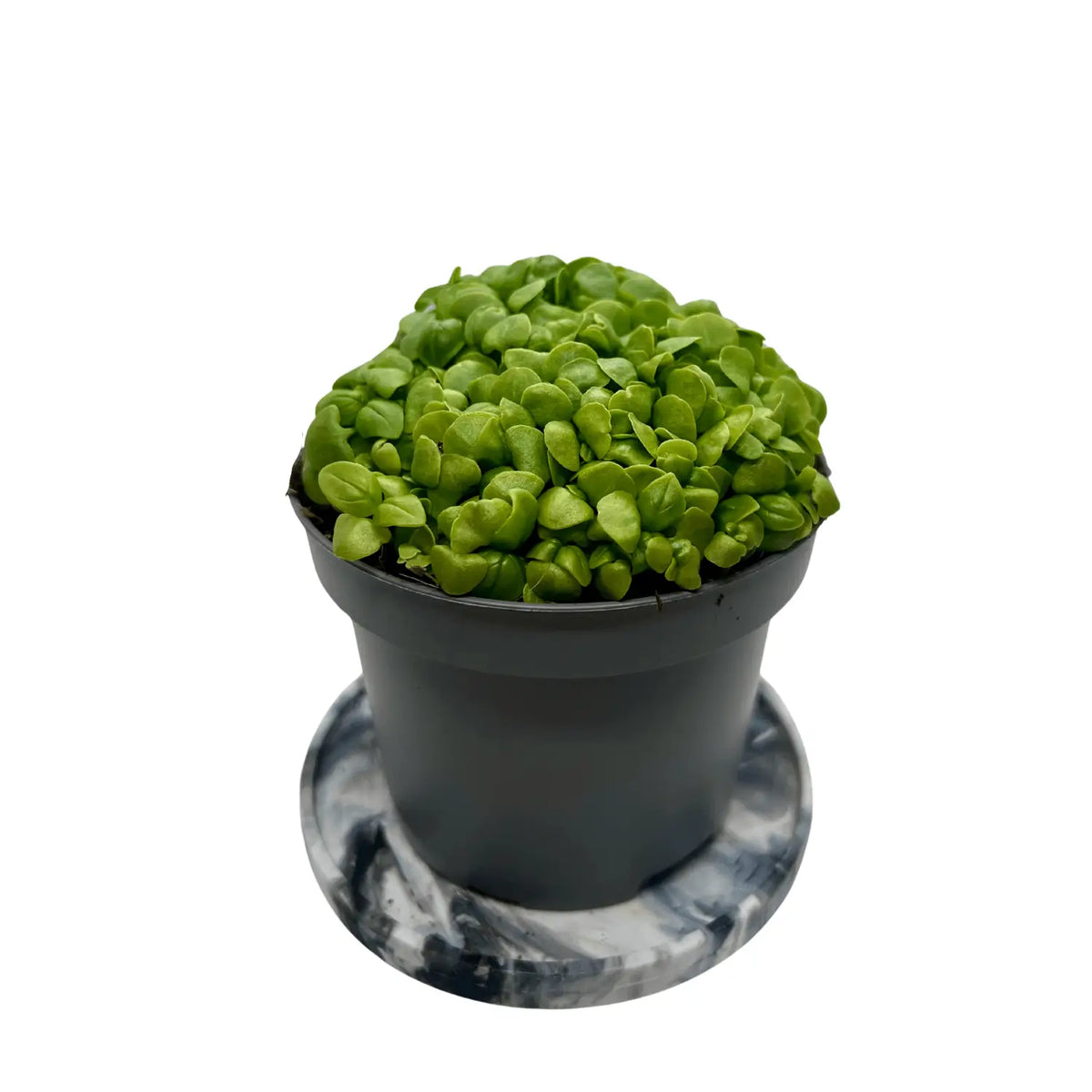 Genovese basil microgreens with rounded green cotyledon leaves, grown indoors at GreenLoop Farms Singapore