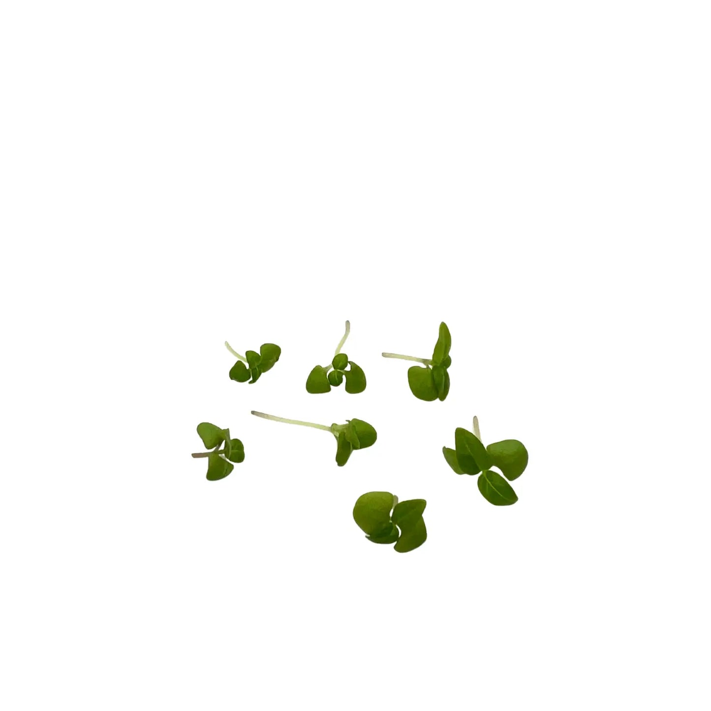 Genovese Basil