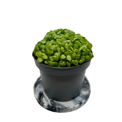 Genovese Basil