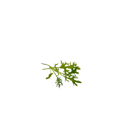 Live pot of Golden Frills mustard microgreens, grown pesticide-free in Singapore by GreenLoop Farms