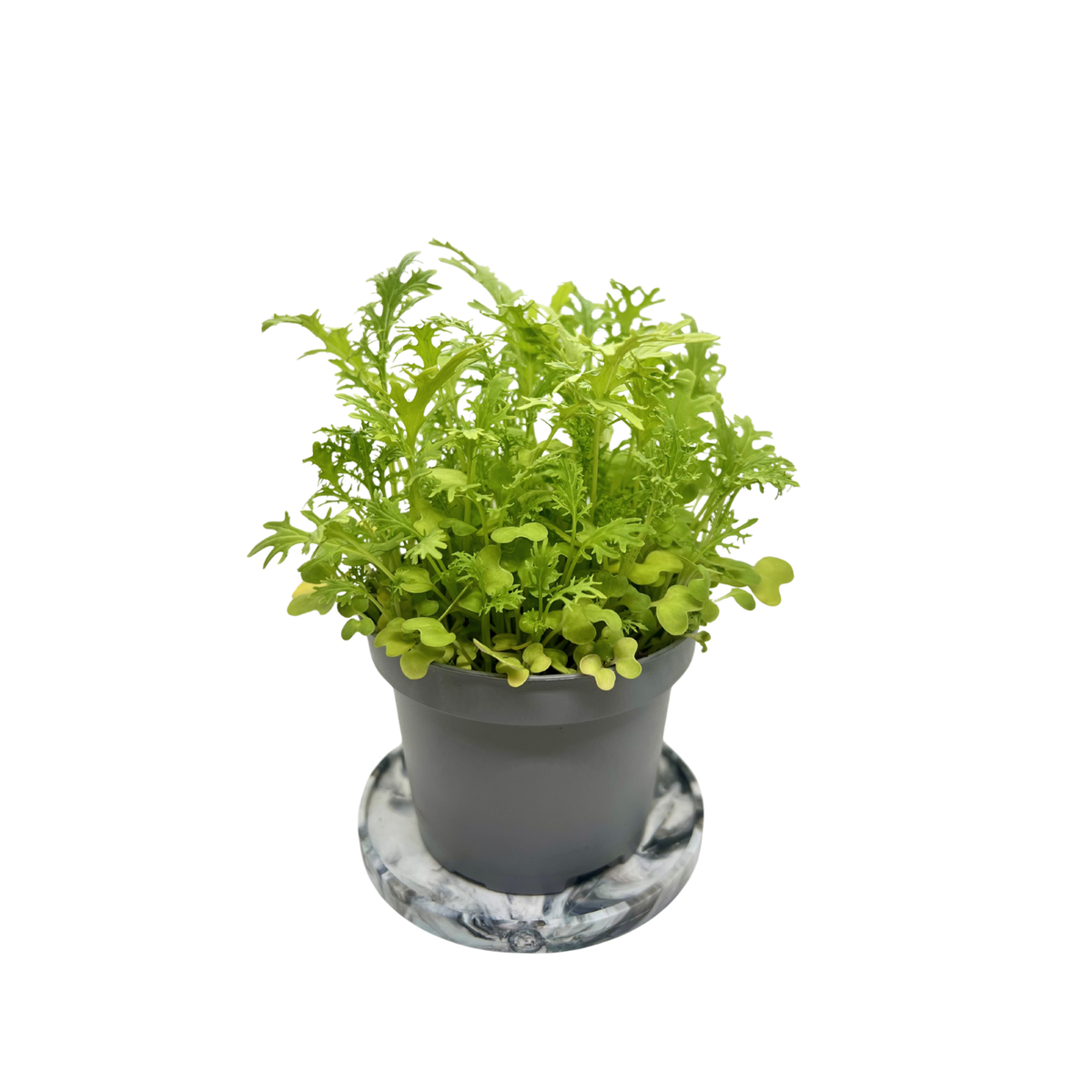 Golden Frills mustard microgreens with finely serrated lime-green leaves, grown at GreenLoop Farms Singapore