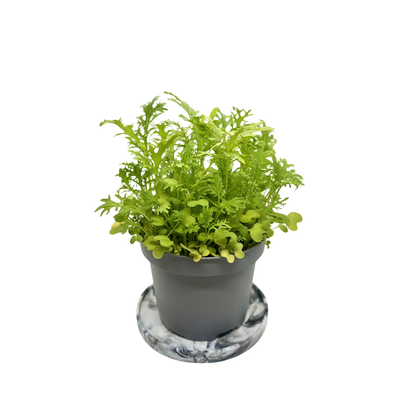 Golden Frills mustard microgreens with finely serrated lime-green leaves, grown at GreenLoop Farms Singapore