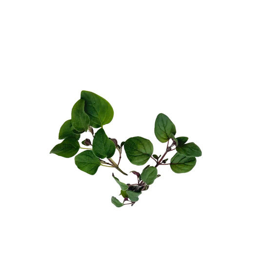 Greek oregano with soft grey-green leaves, grown indoors at GreenLoop Farms in Singapore