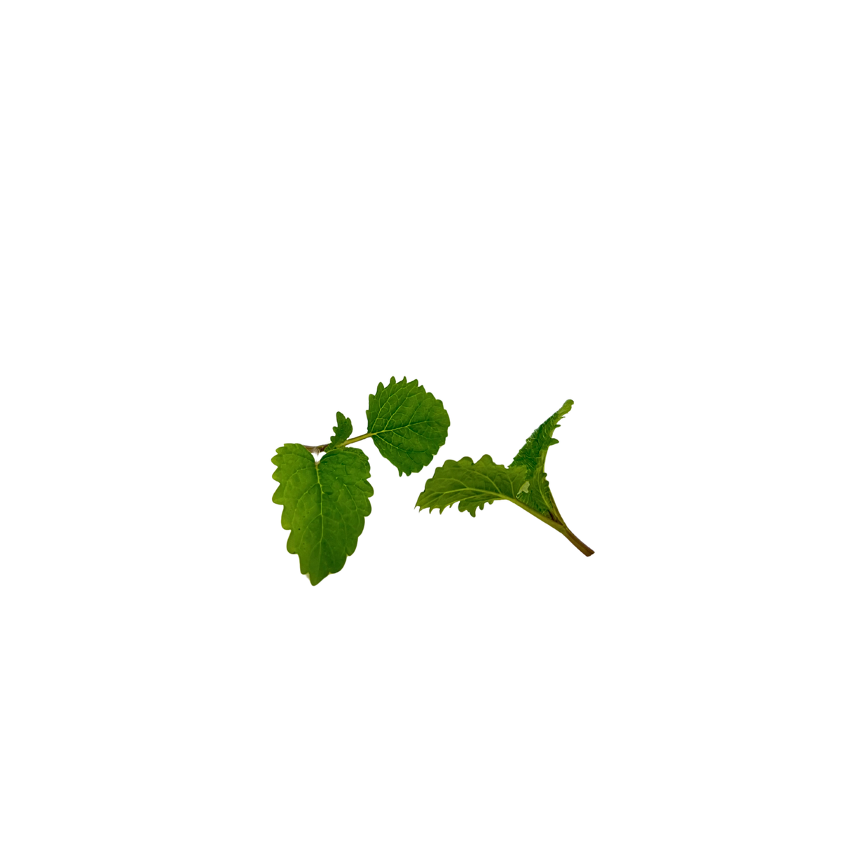 Live pot of lemon balm microgreens, grown pesticide-free in Singapore by GreenLoop Farms