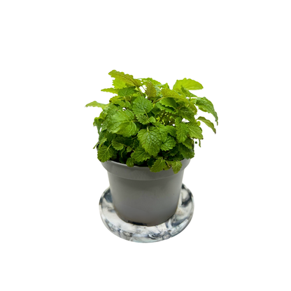 Lemon balm microgreens with bright green citrus-scented leaves, grown at GreenLoop Farms in Singapore