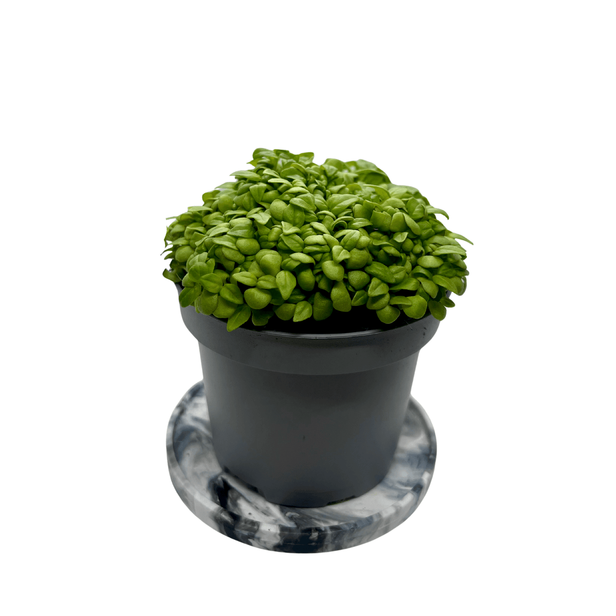 Lemon basil microgreens with bright green leaves, grown indoors at GreenLoop Farms Singapore
