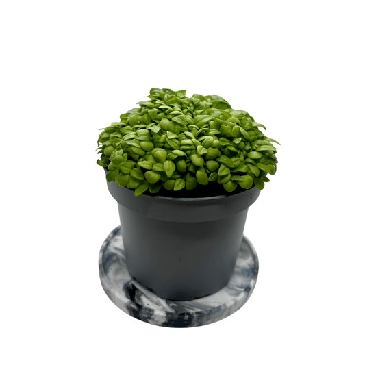 Lemon Basil