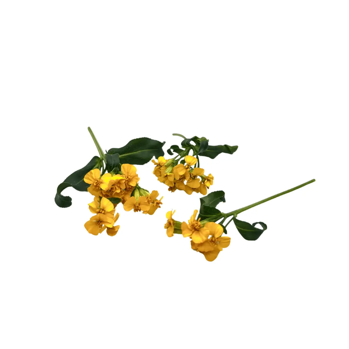 Yellow Mexican mint marigold flowers with narrow leaves, edible blooms grown at GreenLoop Farms Singapore
