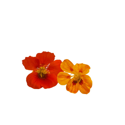 Bright orange nasturtium flowers with round leaves, edible blooms grown at GreenLoop Farms Singapore