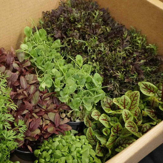 GreenLoop Farms Omakase microgreens set of twelve live pots, chef-selected and grown in Singapore