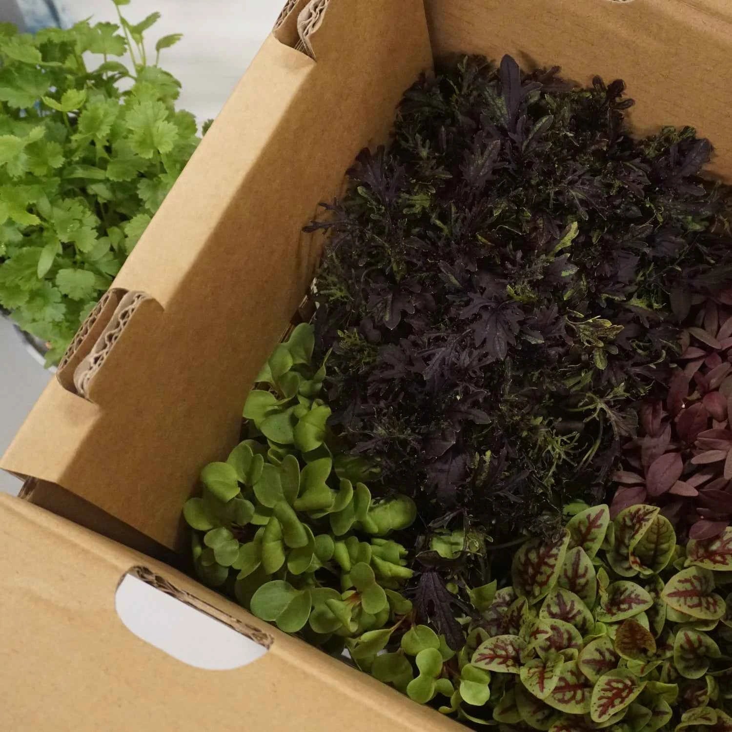 Omakase Microgreens Set - 4 Pots
