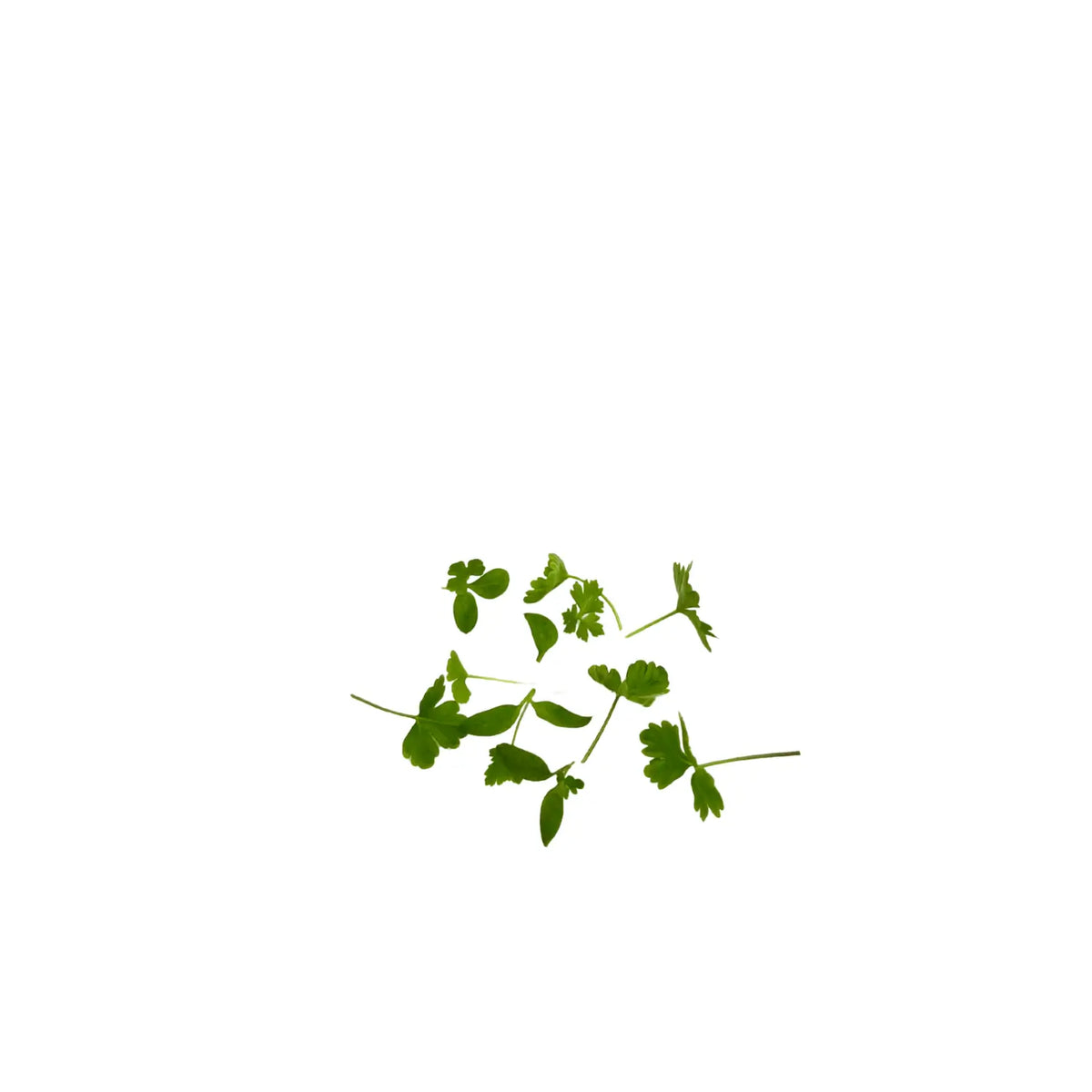 Close-up of parsley microgreen shoots, grown pesticide-free in Singapore by GreenLoop Farms