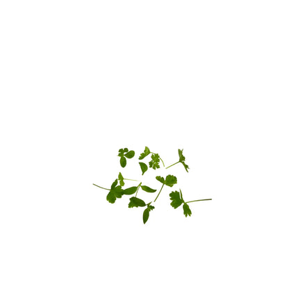 Close-up of parsley microgreen shoots, grown pesticide-free in Singapore by GreenLoop Farms