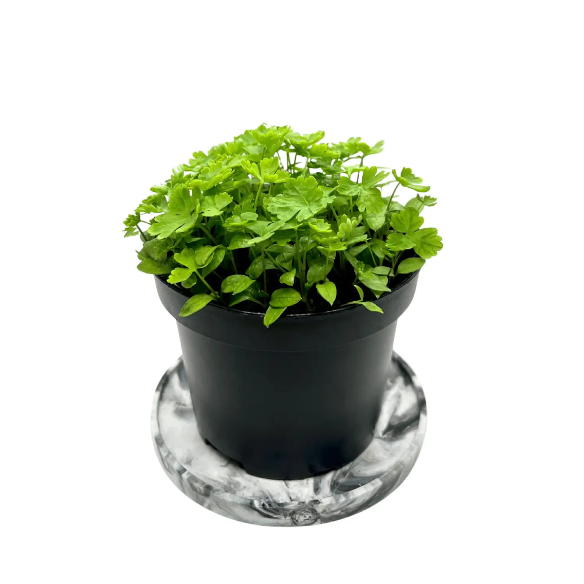 Parsley microgreens in a live pot with bright green leaves, grown indoors at GreenLoop Farms Singapore