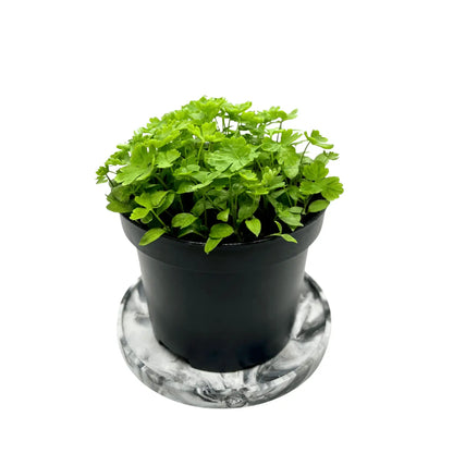 Potted plant on a white background