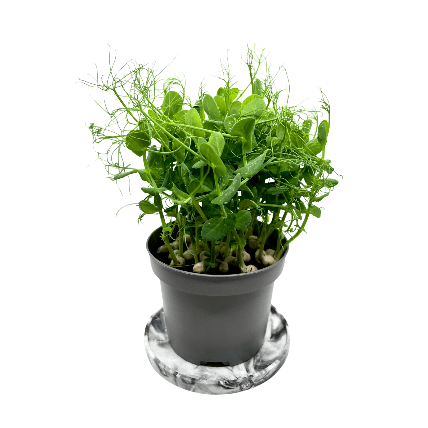 Pea Tendril - greenloopfarms