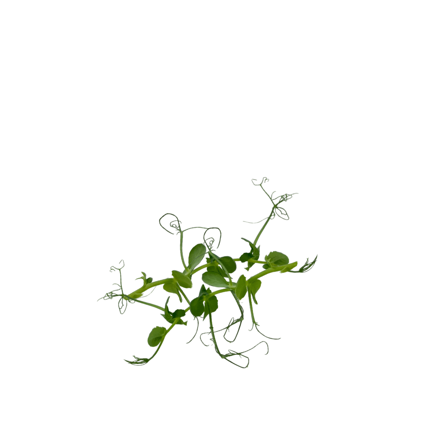 Pea Tendril - greenloopfarms