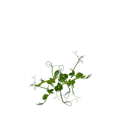 Pea Tendril - greenloopfarms