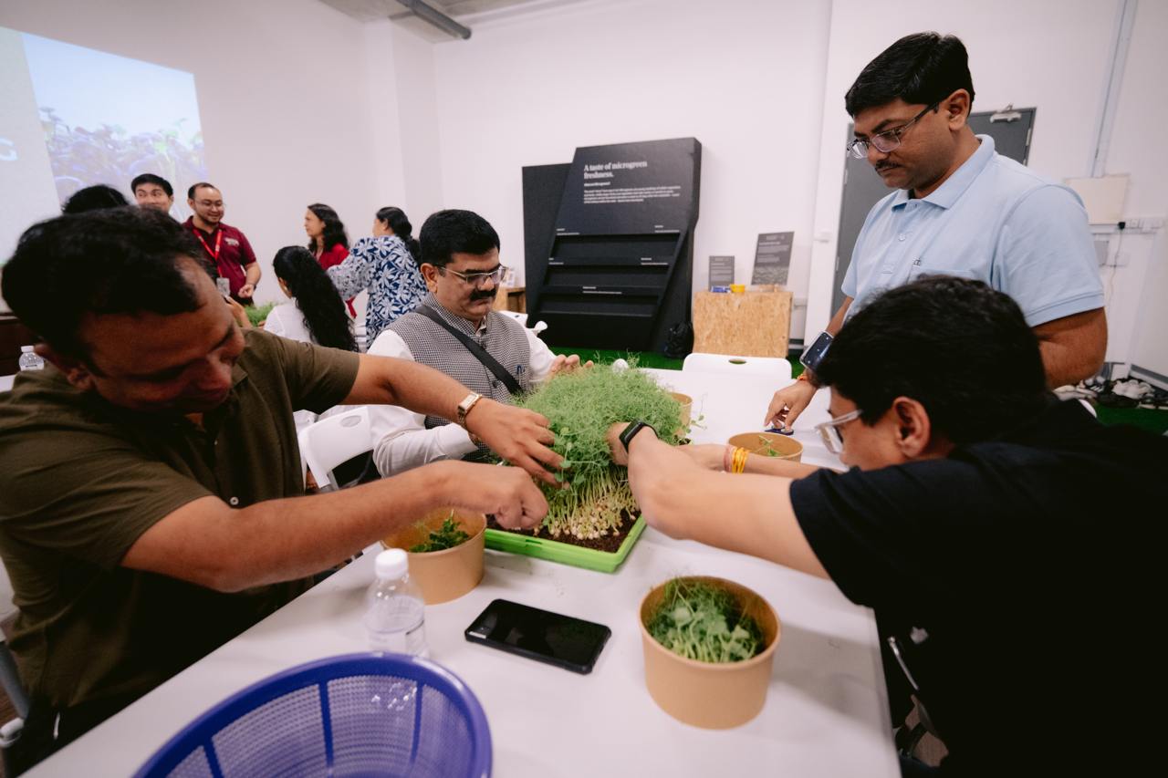 Tour participants harvesting greens