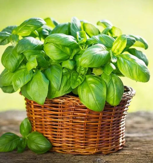 Arugula (Wild Rocket)