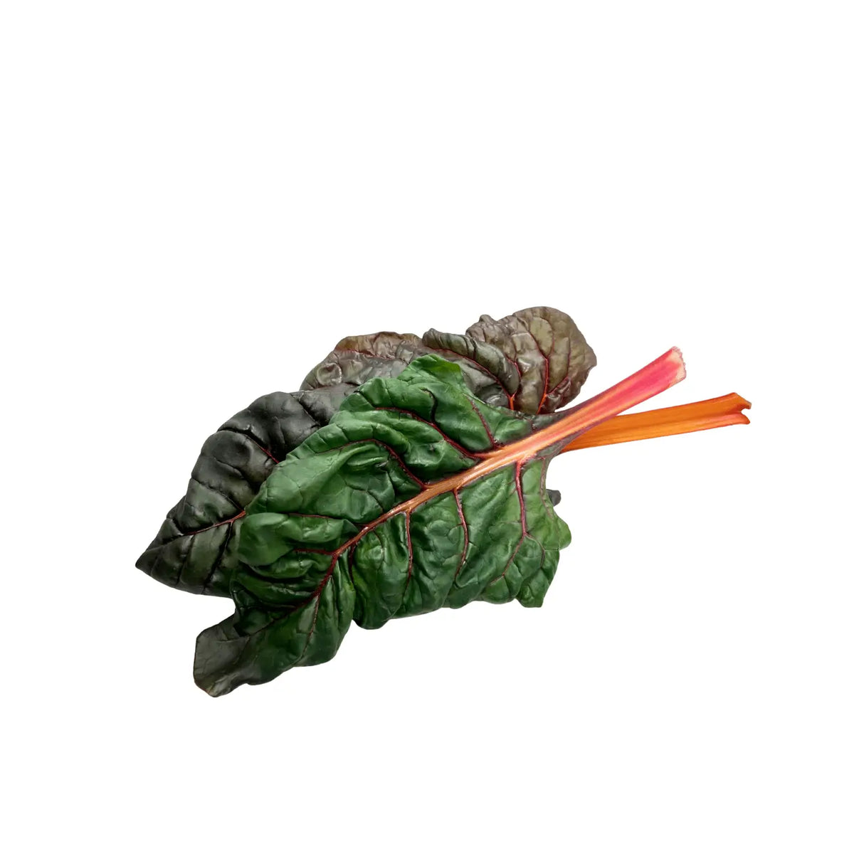 Rainbow chard with pink, yellow and red stems under green leaves, grown at GreenLoop Farms Singapore