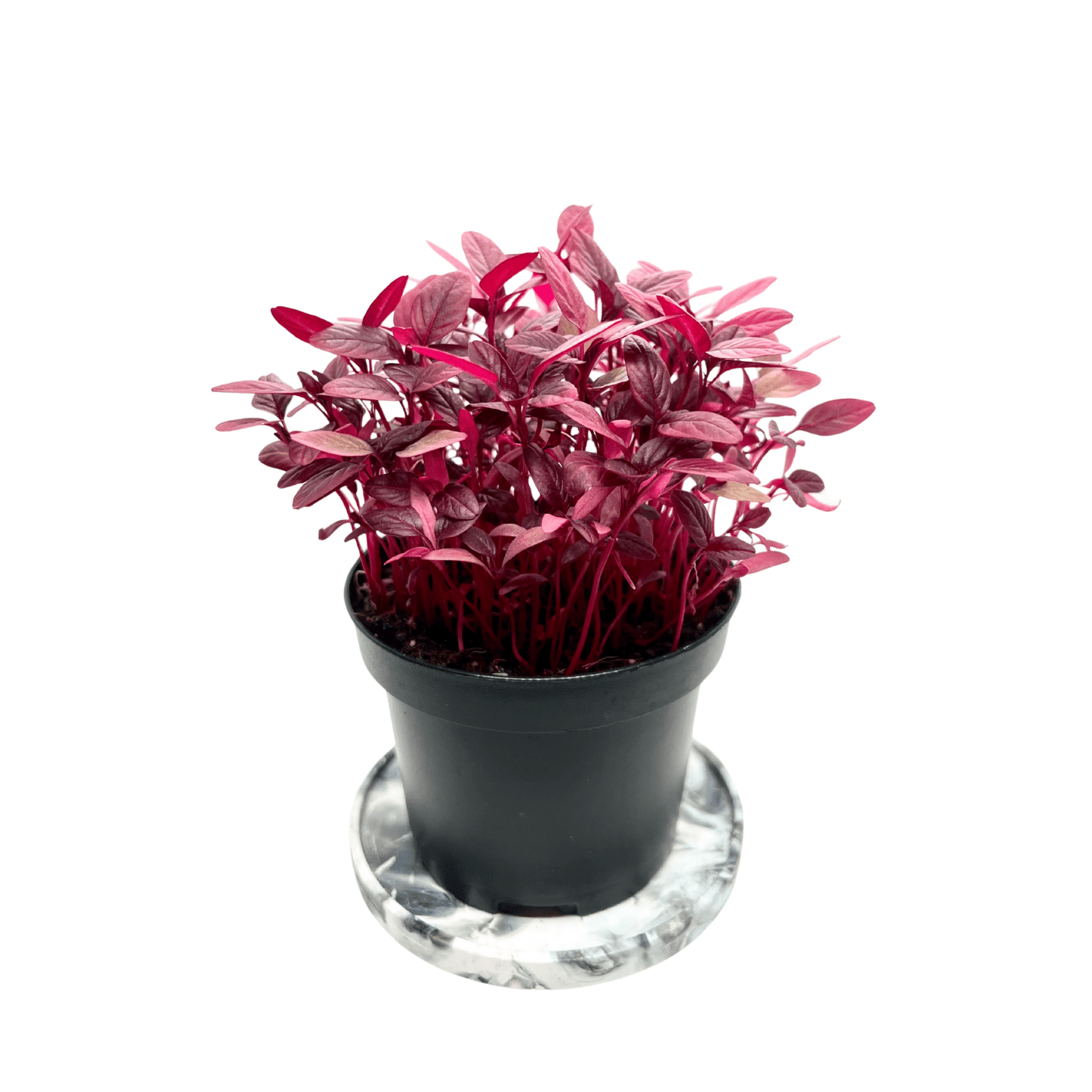 Red Garnet Amaranth - greenloopfarms