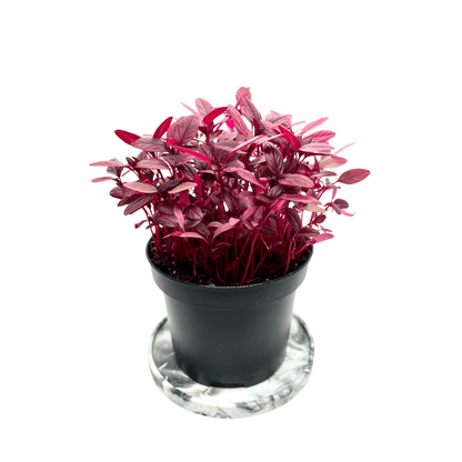 Red Garnet Amaranth - greenloopfarms