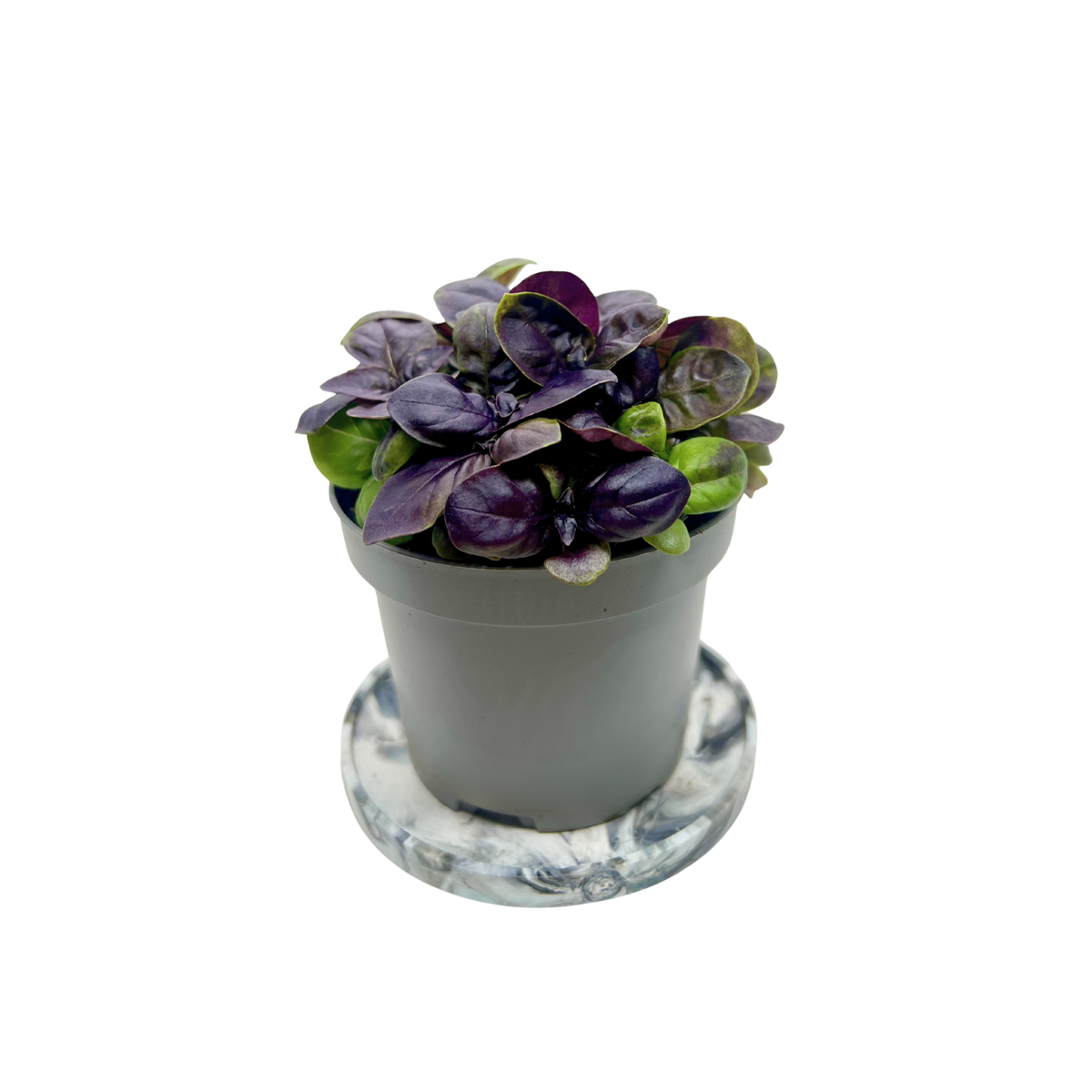 Red Rubin basil microgreens with deep purple leaves, grown indoors at GreenLoop Farms in Singapore