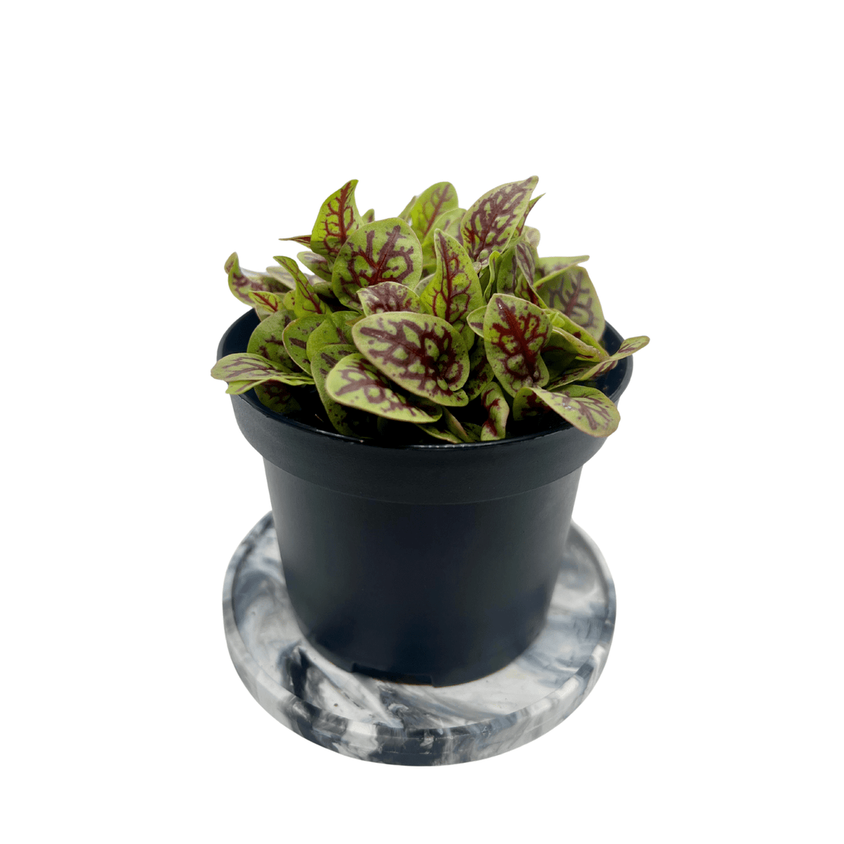Red vein sorrel microgreens with green leaves and crimson veining, grown indoors at GreenLoop Farms Singapore