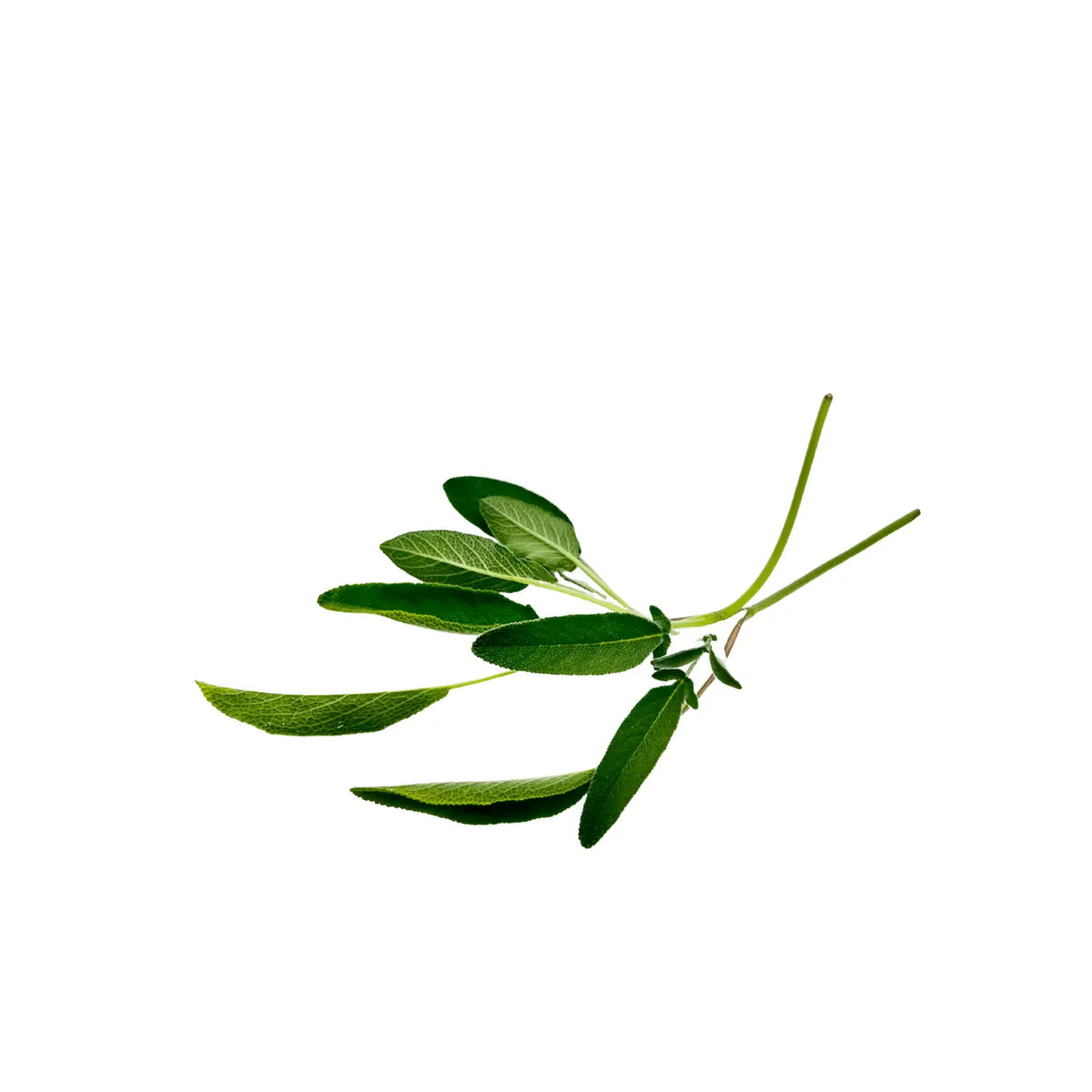 Sage leaves with a velvety silver-green surface, grown indoors at GreenLoop Farms in Singapore